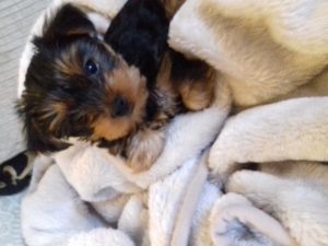 Coco: my pet yorkie puppy