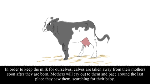 Dairy production also involves slaughter