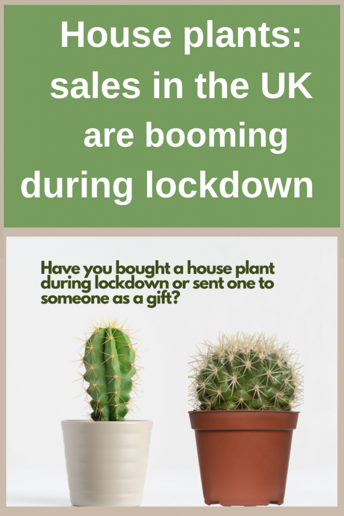 House plants: sales are booming duirng lockdown